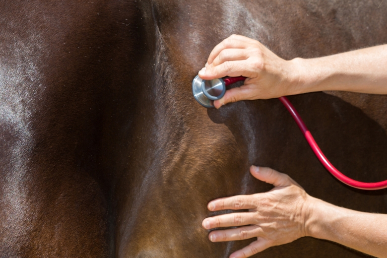 Veterinär varnas efter allvarliga felbedömningar