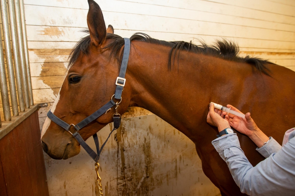 Veterinären: ”Att en häst dör av vaccin är väldigt väldigt sällsynt”