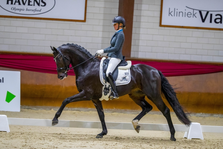 Hingsten som toppar listan inom KWPN