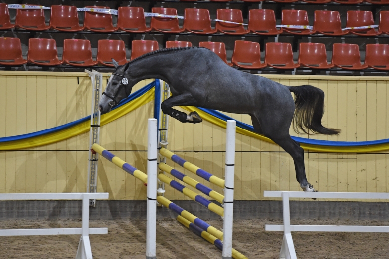 Bruksprovet: 3-åringarna in i sista fasen