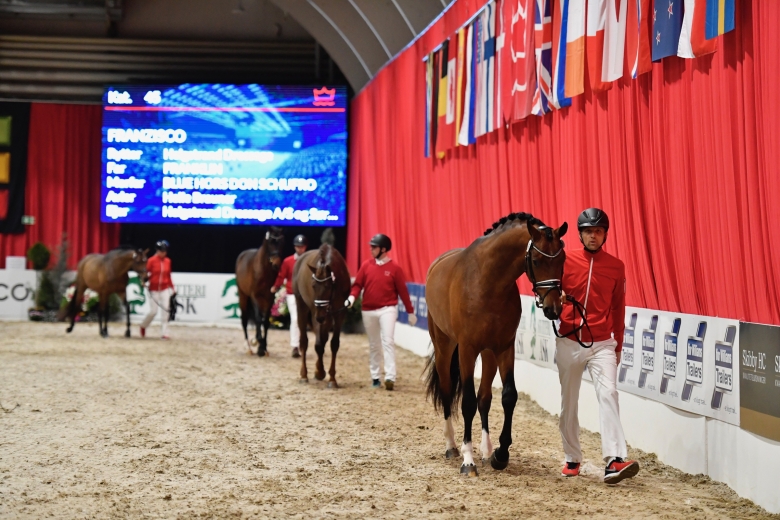 Hingstbloggen: Magisk galopp och kärlek som håller i sig