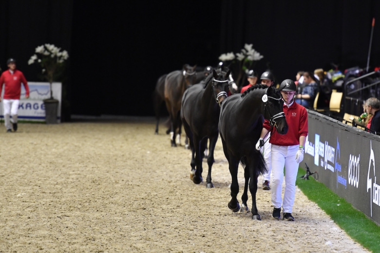 De blev premiehingstar i Herning