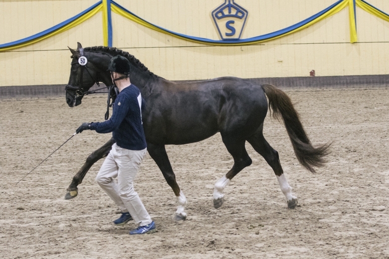 Sverigekändis utsedd till Årets hingst i DWB