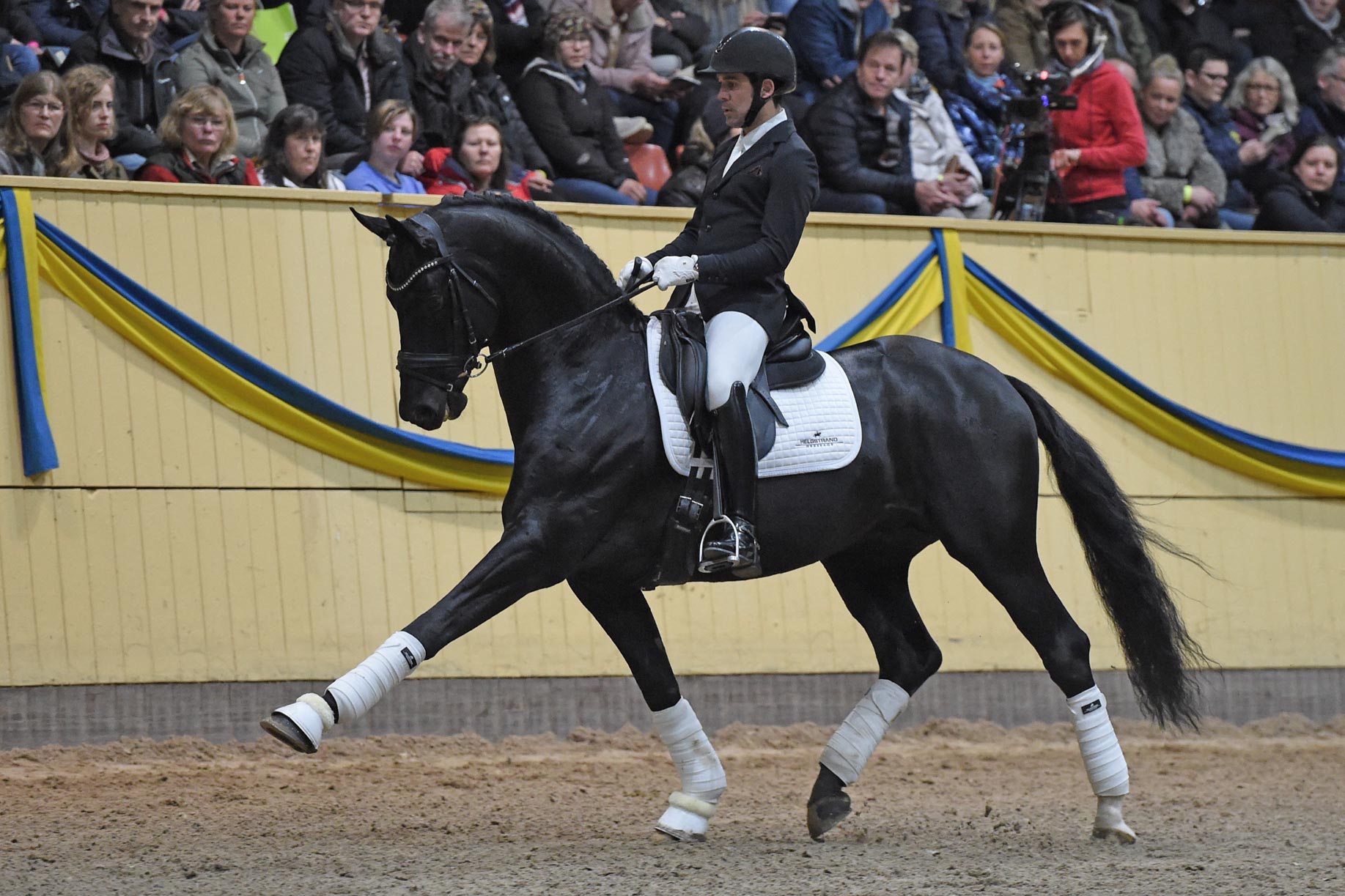 Severo Jurado Lopez med Devonport (HANN hingst f-13 e Dancier u Ratina e Ravallo-Westbury)