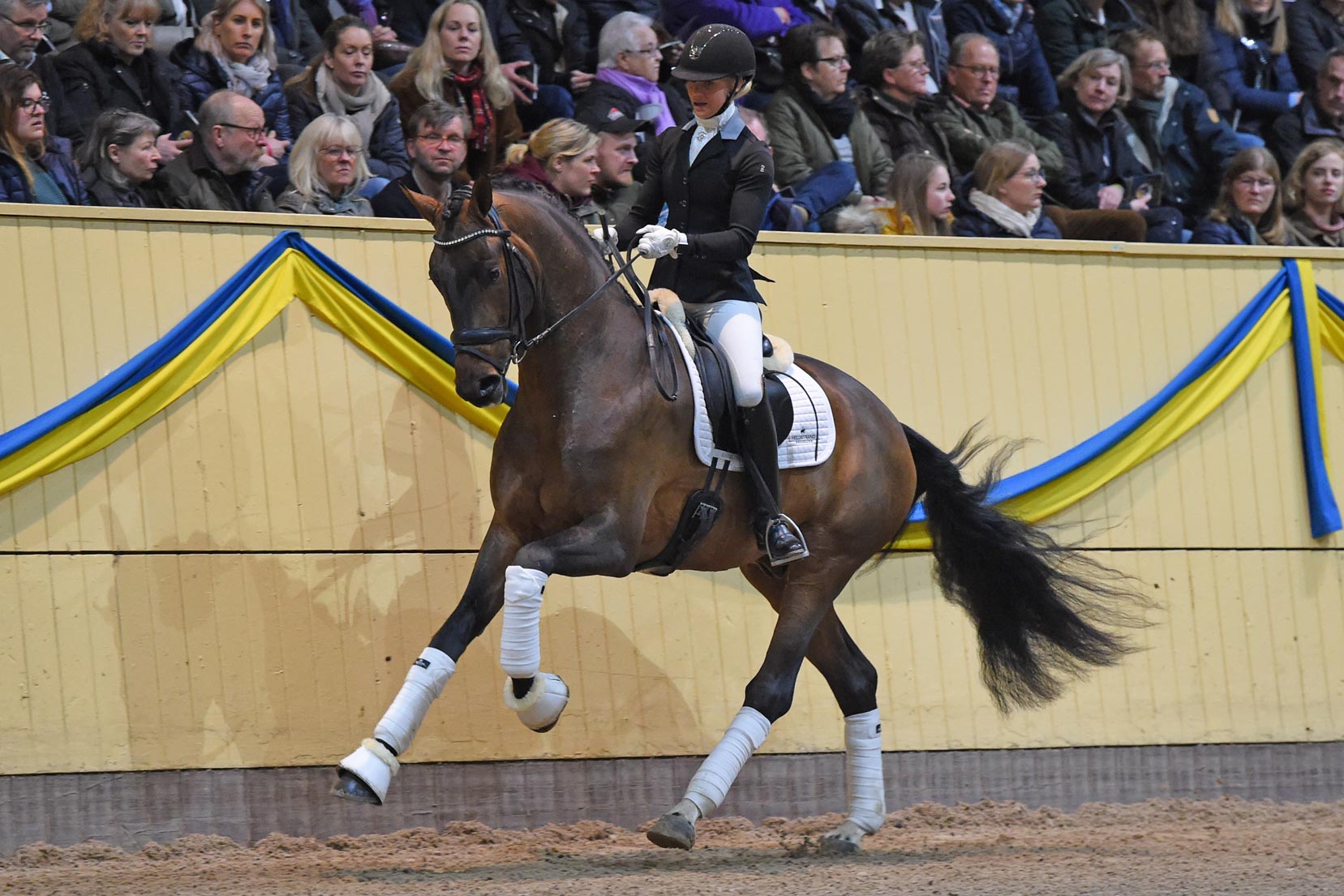 Mette Jensen med Don Amore (RHEIN hingst f-16 e Don Romanov u Samanta R e San Amour I-F&uuml;rst Heinrich)