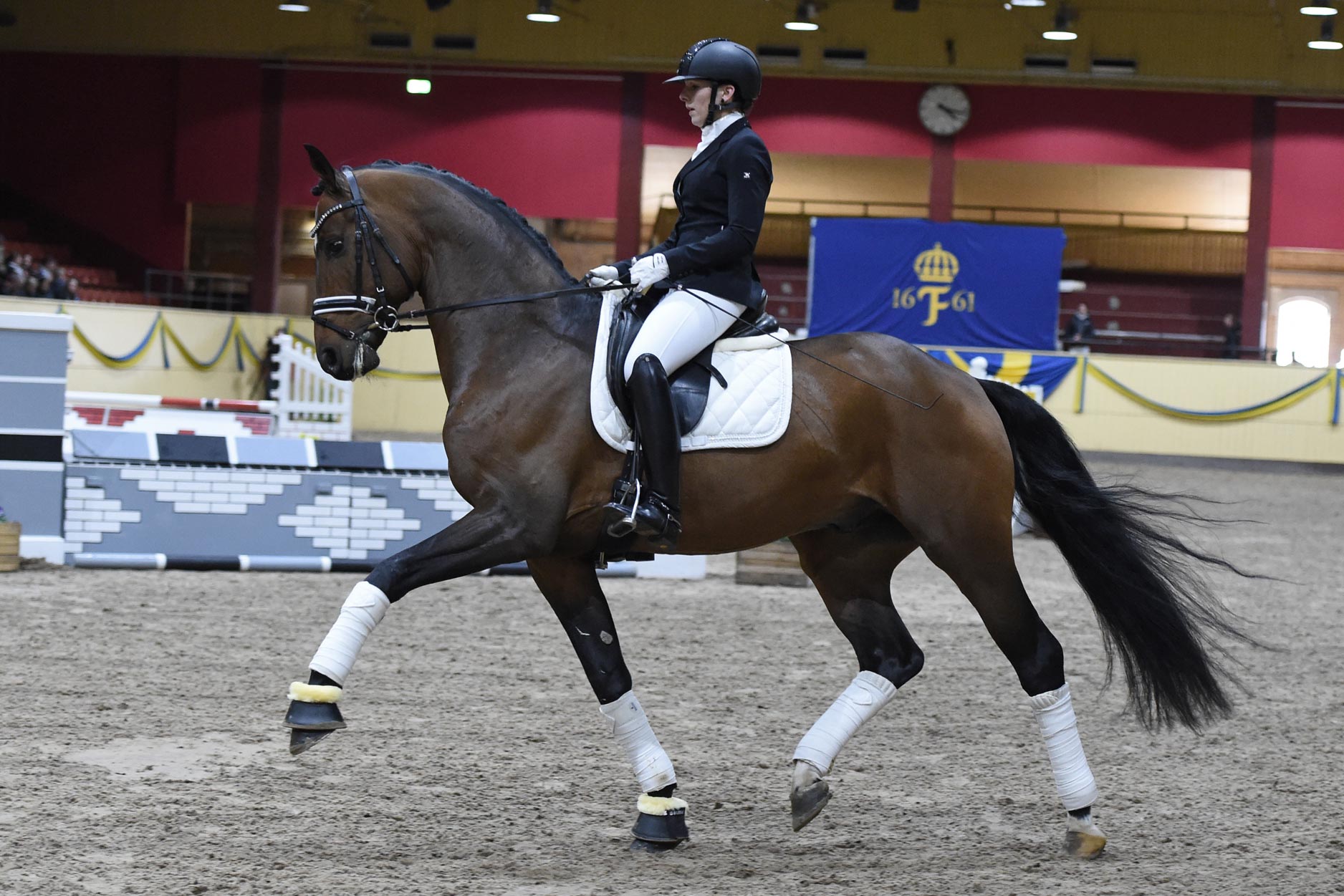 Julia Watzek med Fasino (OLD hingst f-13 e Foundation u Fasine e F&uuml;rst Romancier-Sir Donnerhall I)