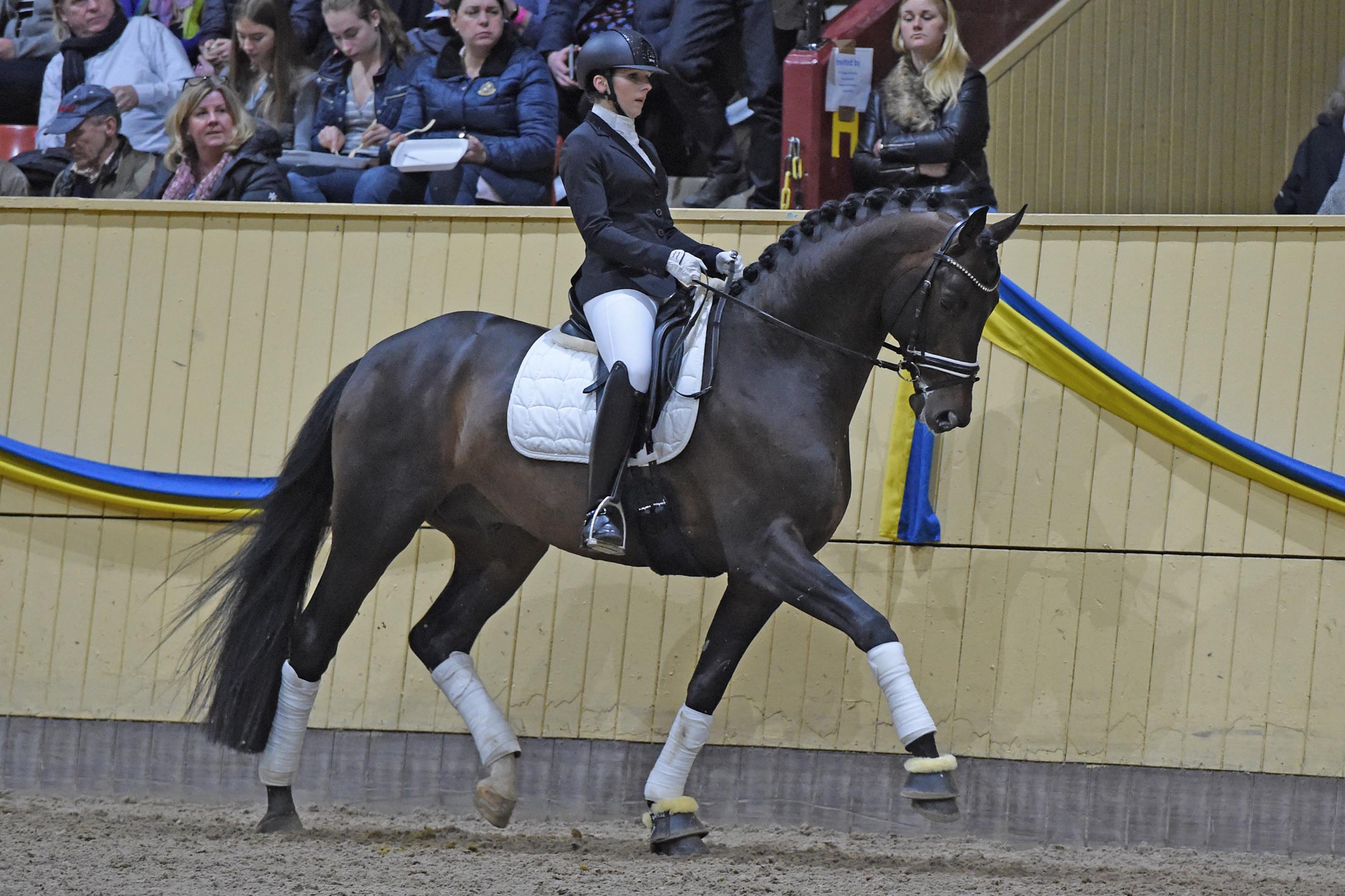 Julia Watzek med F&uuml;rst Toto 9405 (HANN hingst f-15 e F&uuml;rstenball u Thery e Totilas-Londonderry, uppf Gest&uuml;t Lewitz)