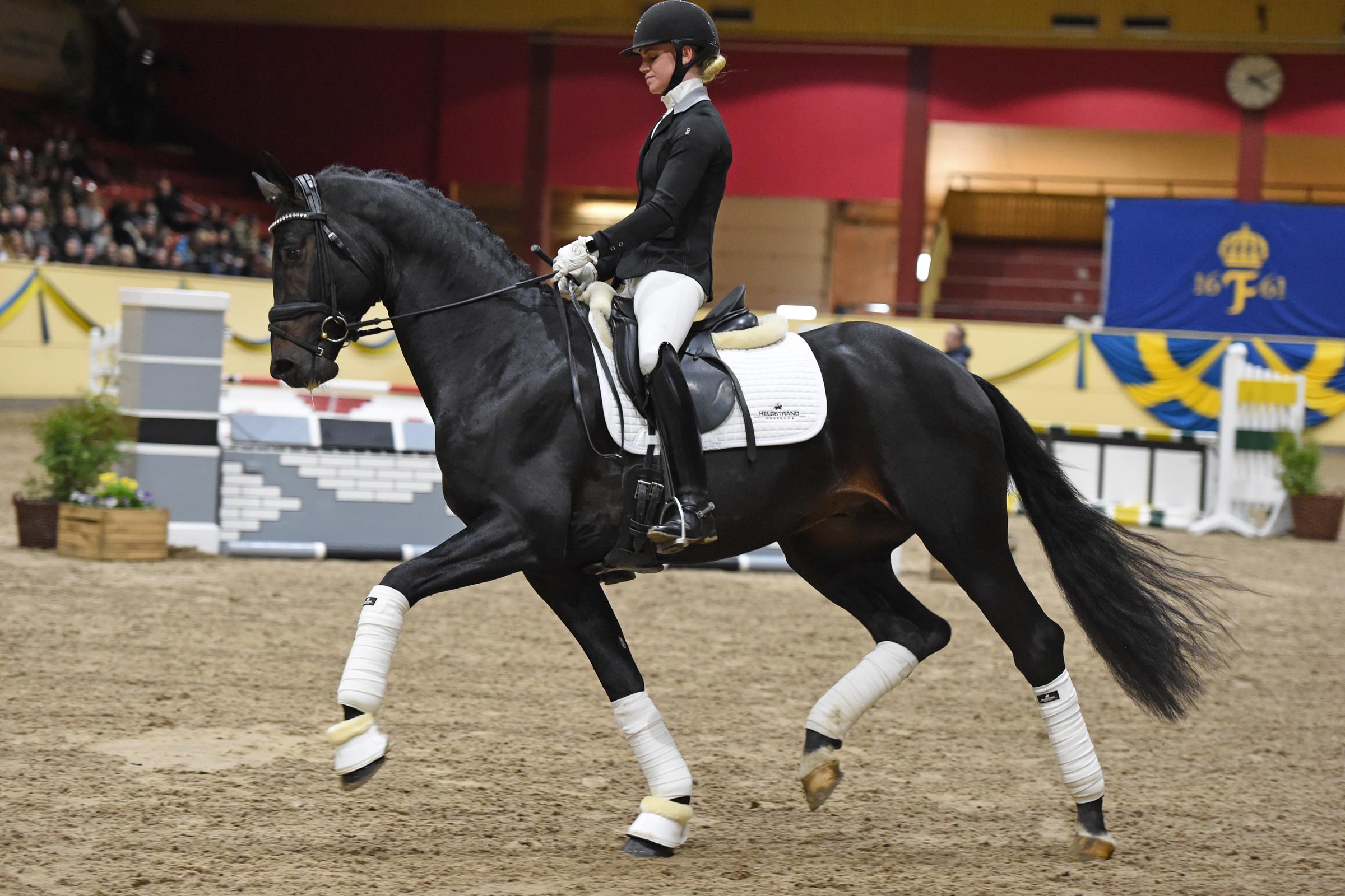 Mette Jensen med Giovani-Bell (DWB hingst f-16 e Kastel's Grand Galaxy Win u Madison-Bell e Don Romantic-Michellino)