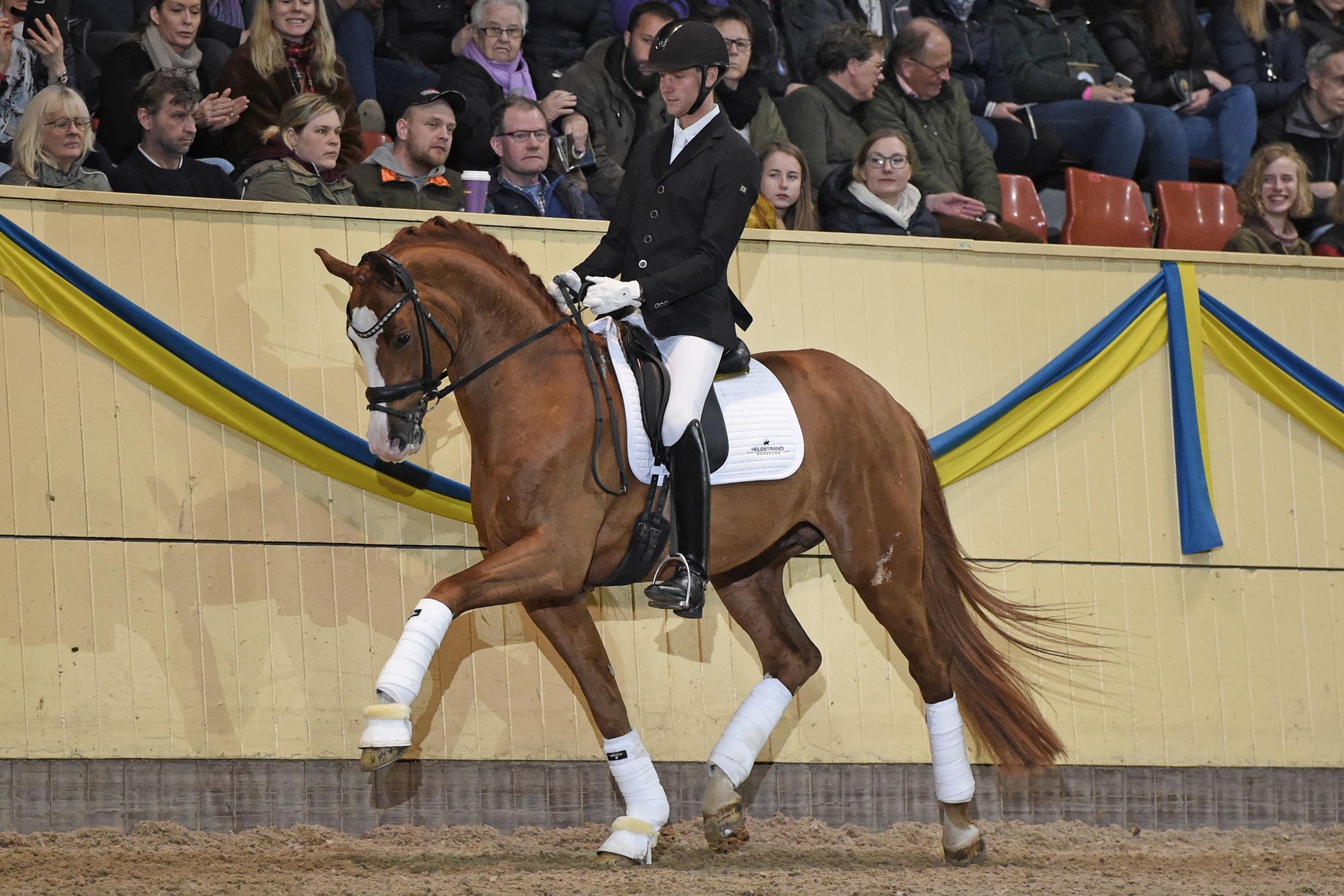 S&ouml;ren Wind med Quaterhit 9274 (DSP hingst f-14 e Quatergold u Poetin III e Sandro Hit-Brentano II)