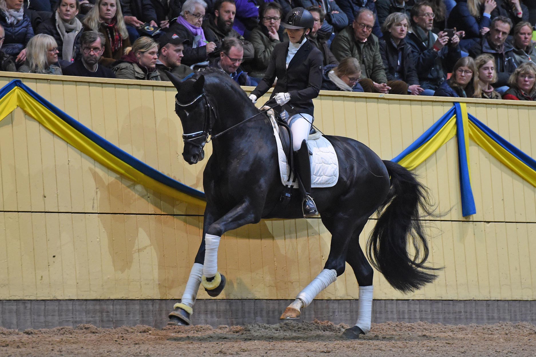 Julia Watzek med Zenon VDL 95462 (KWPN hingst f-14 e Zonik u Anna Frank VDL e Don Schufro-Lorentin I)
