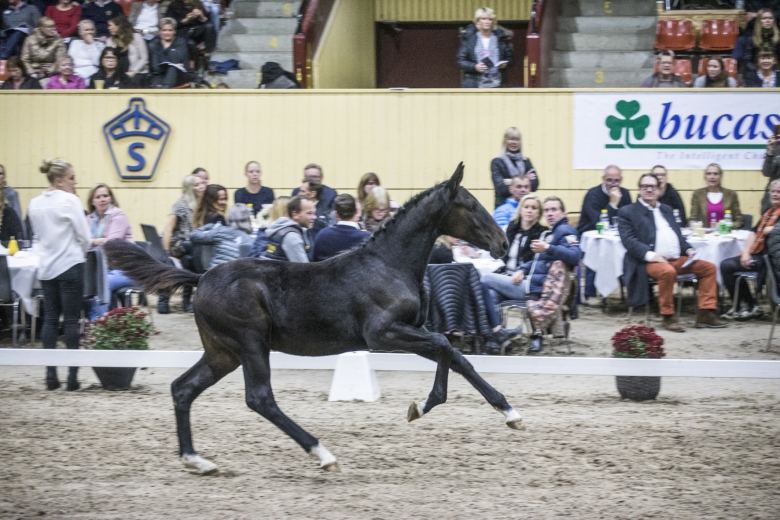 Elitfölauktionen blir elitauktion på höstens Breeders