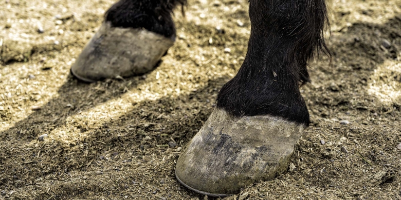 Hästen dog – kvinna åtalas för djurplågeri