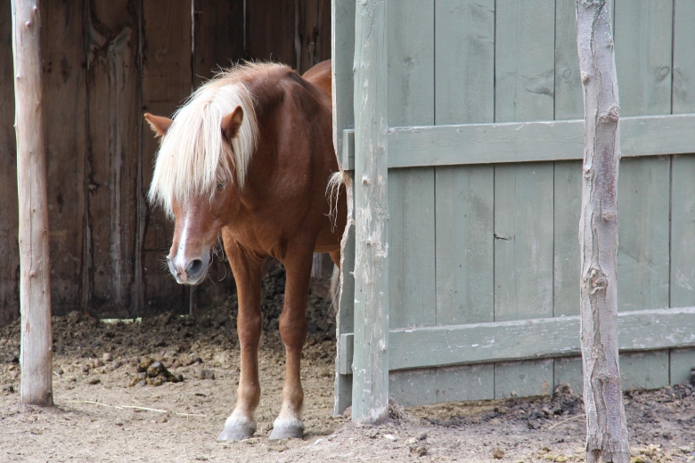 Lämnade hästarna utan mat och vatten – åtalas för djurplågeri