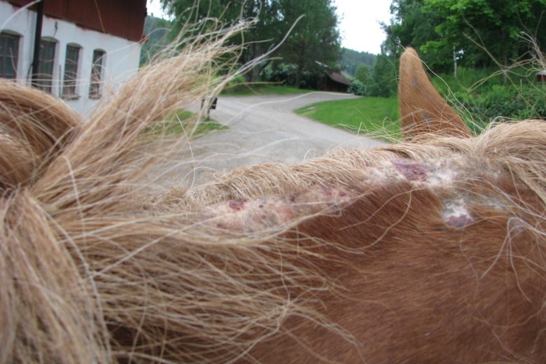 Nu är rätt tid att agera mot eksemplågan