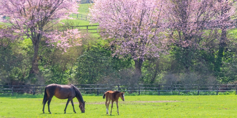 Protestgrupp mot eventuellt lagförslag om hagar bildad