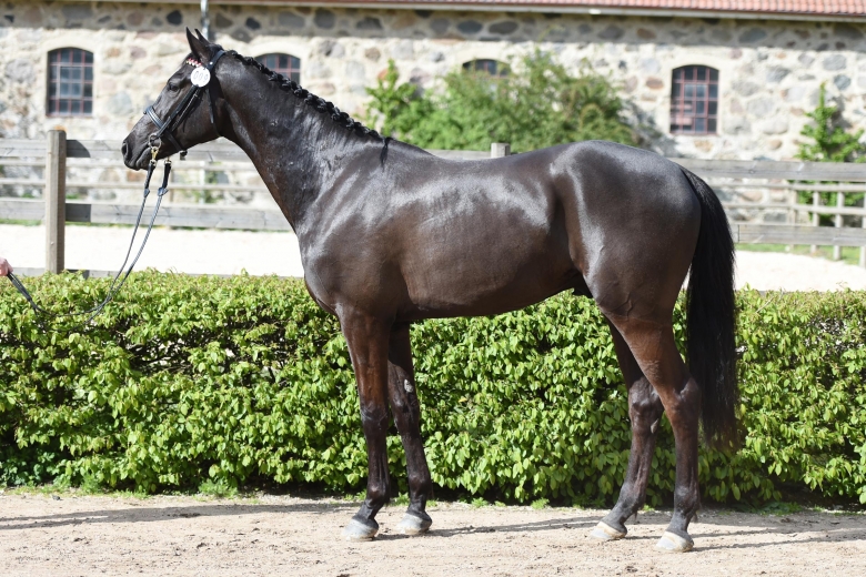 Kvalificerade 3-åringar 2019