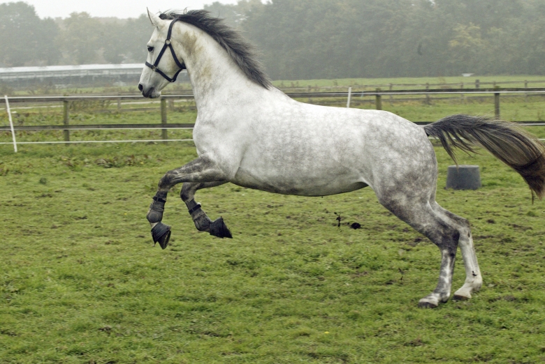 Kan hästens temperament beskrivas objektivt?