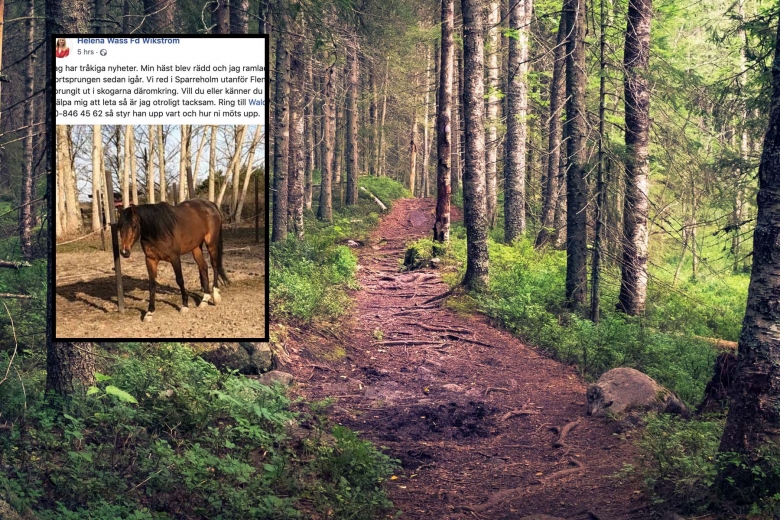 Följ sökandet efter ”Franskan”