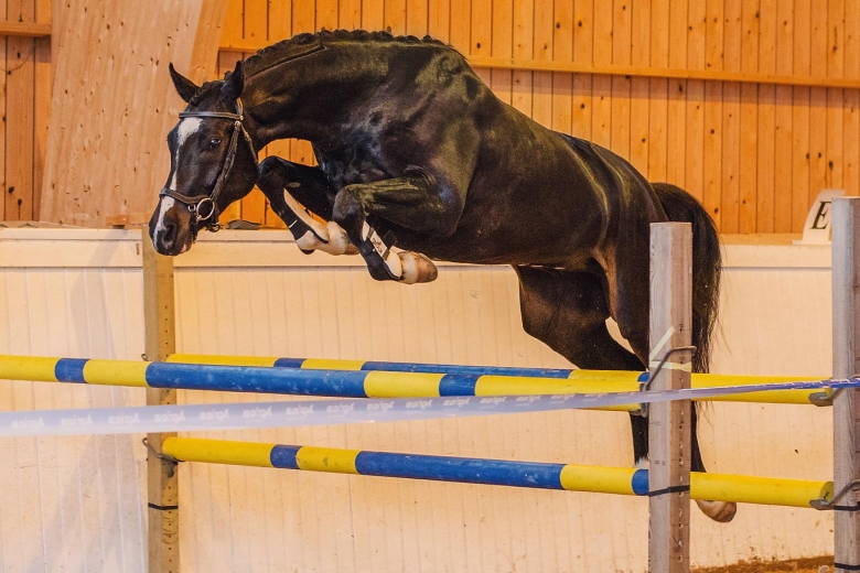 Blivande allroundhäst toppade hoppningen i Frödinge