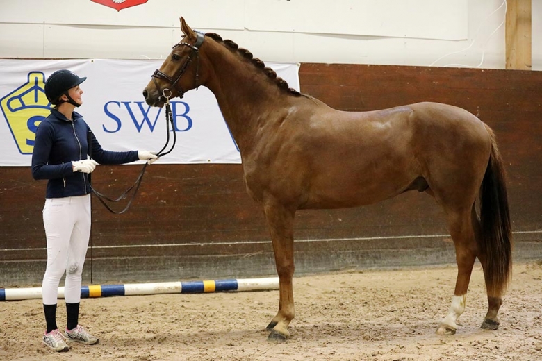 Unghästtestet i Mälardalen blev en familjeaffär