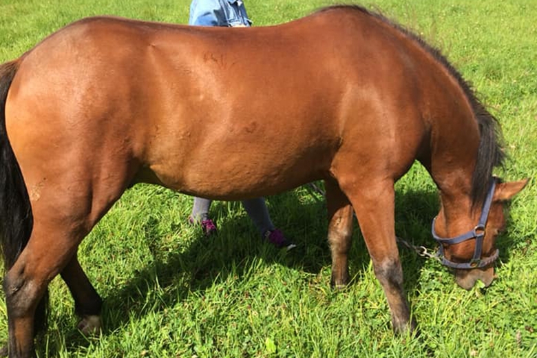 Försvunna ponnyn är hemma igen