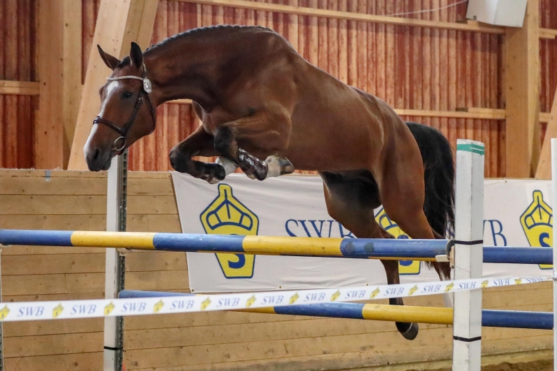 Kompisprojektet toppade hoppningen i Vänersborg