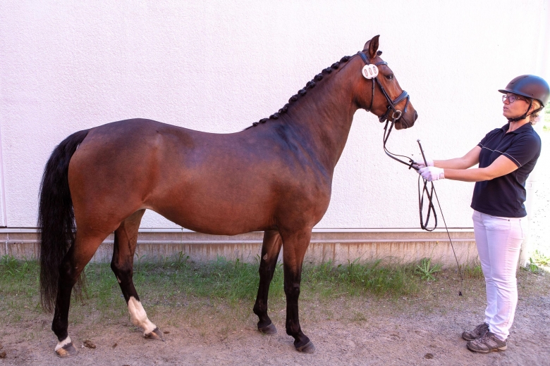 Accleia KW utmärkte sig i Boden