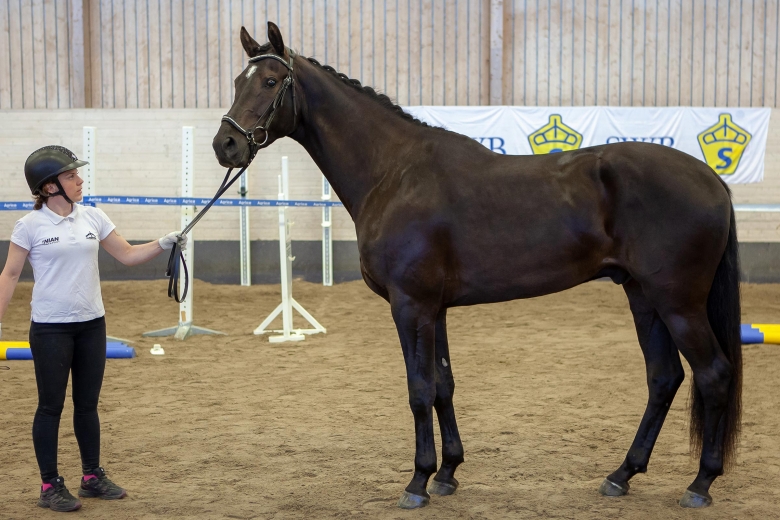 Nådhammars Zinfandel i en klass för sig