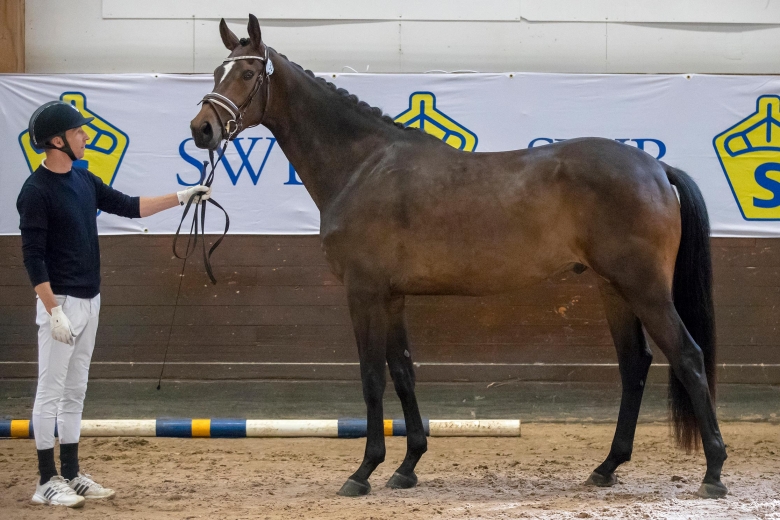 Köptes för temperamentet – visade sig ha allt som behövdes