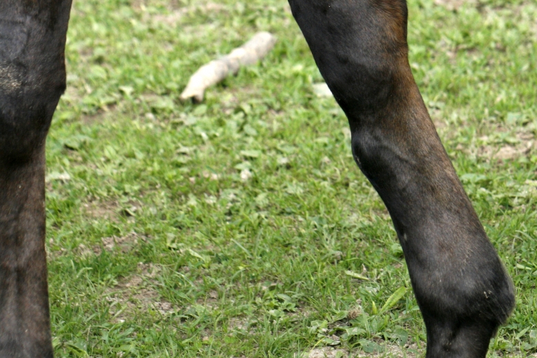 Veterinären: ”Överben är inget  annat än ett skönhetsfel”