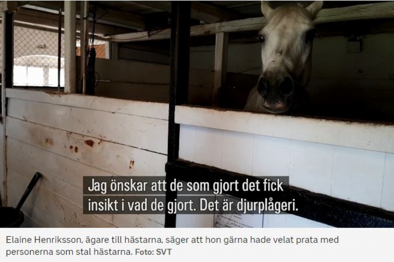 Ungdomar stal hästar – upptäcktes av väktare