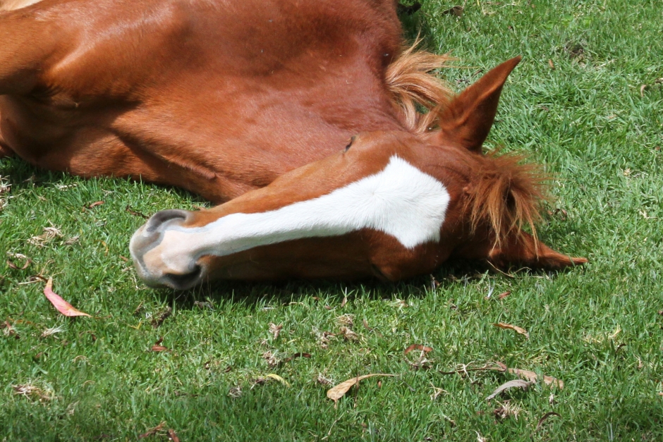 Ägaren till avlivade hästar trodde inte på veterinärer