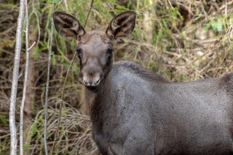 Ryttare till sjukhus efter krock med älg