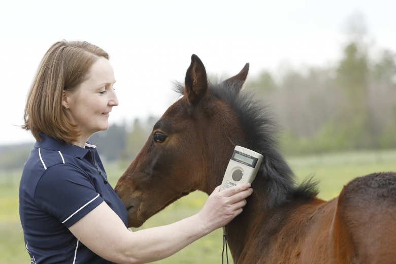 Smart och säkert bland drygt 60 hästar på Långeruds Gård