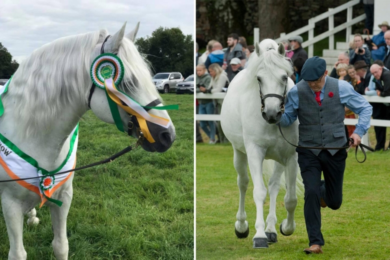 Svenskägd connemarahingst gör succé på Irland