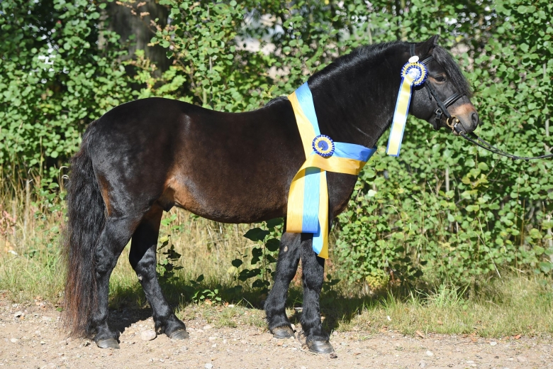 Råås Figaro RD 19 är årets ponny