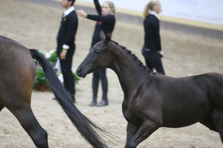 20-tal föl visas på nya Hippoauktionen