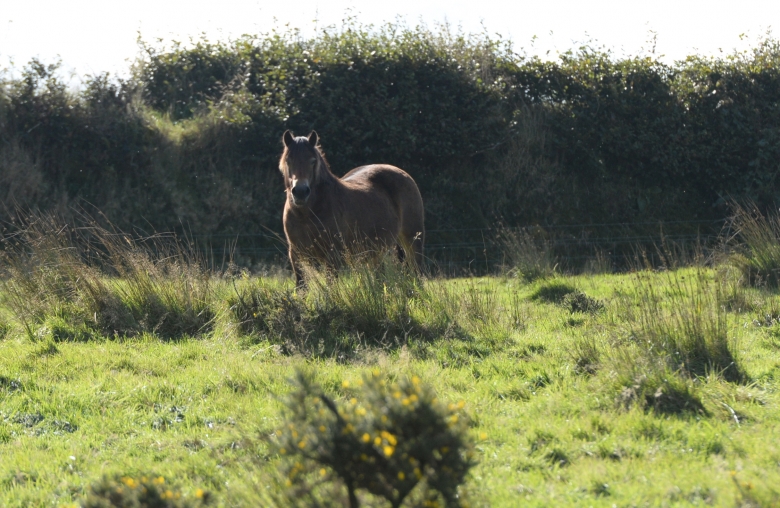 Forskare visar att god avel ger effekt på viktiga gener