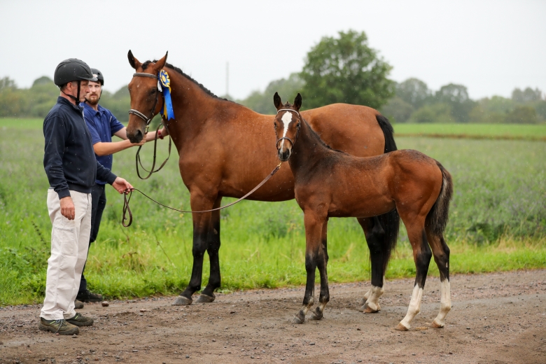 Dressyrfölen höll högst standard i Skaraborg