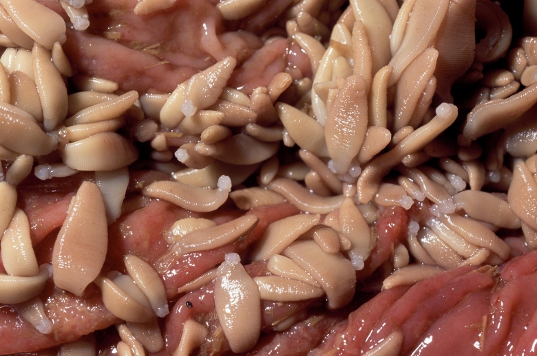 Ny bandmaskart hittad i Sverige