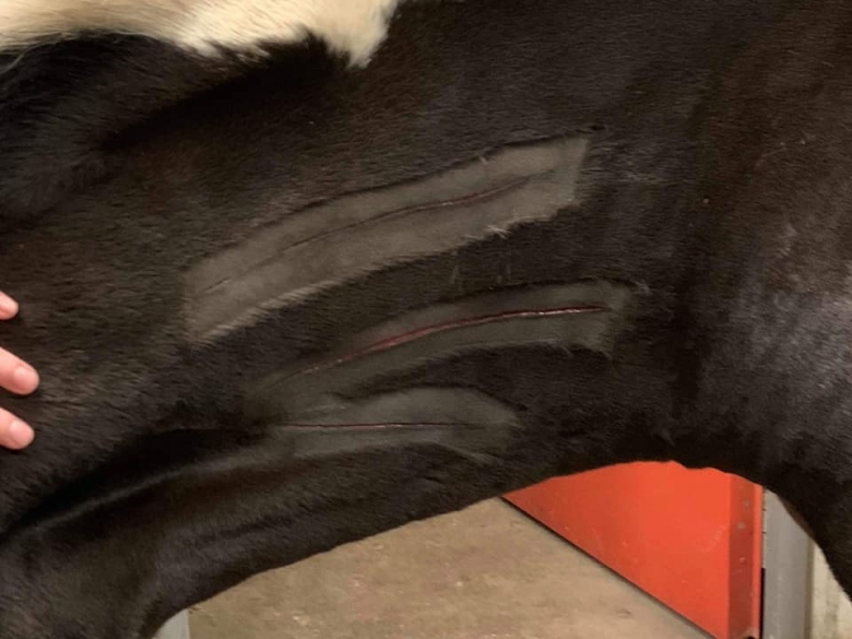 Häst knivskuren i boxen – oro på ridklubben