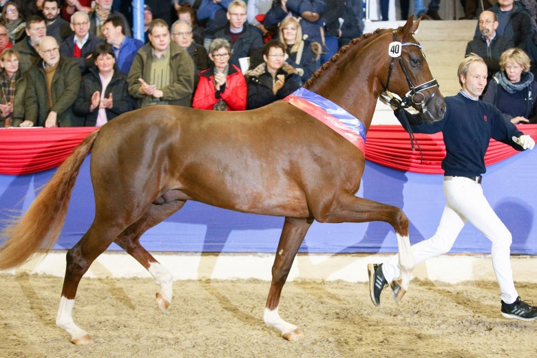 46 hingstar föll domarna i smaken i Oldenburg