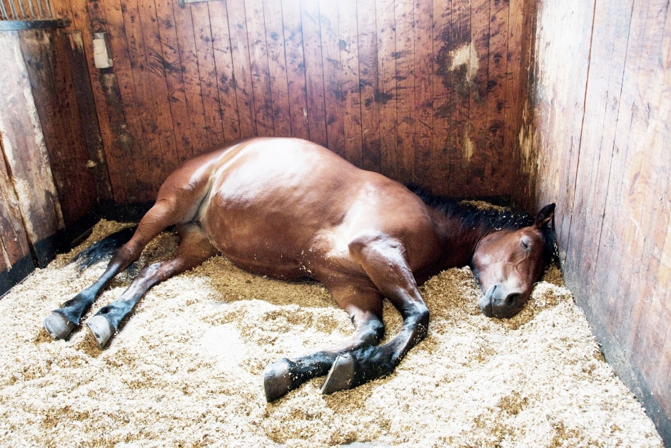 Forskning: Hästar sover bättre till klassisk musik