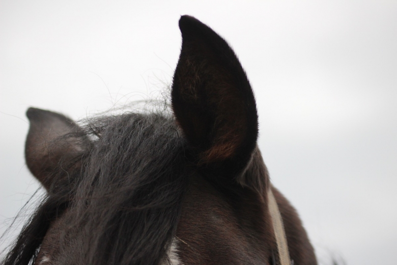Så upptäcker du om hästen har öroninflammation