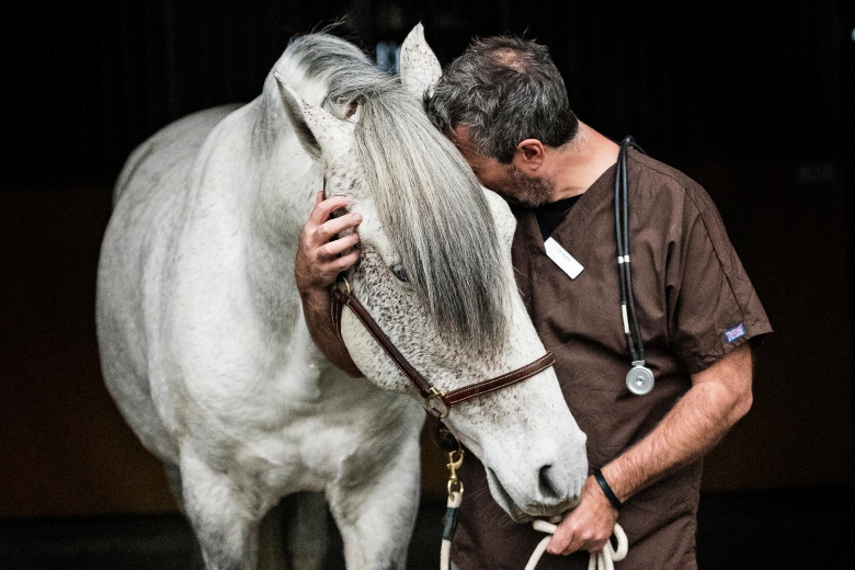 Del 1: Hot allt vanligare mot veterinärer