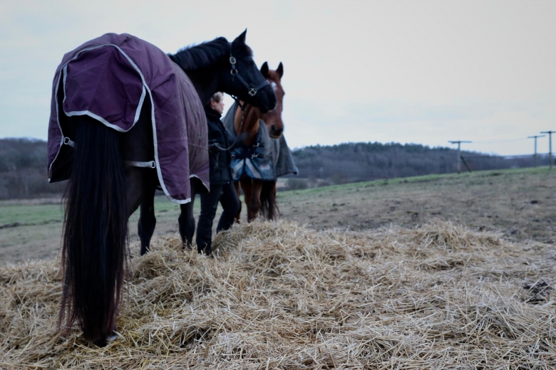 Ekonomi: Vem ska ha råd med hästar i framtiden?