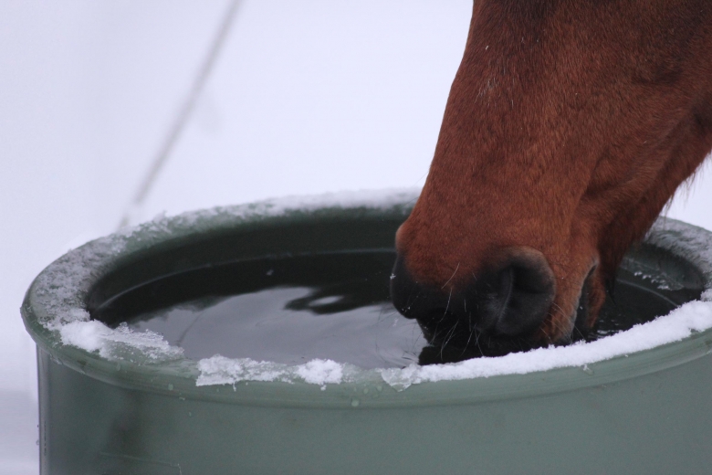 Så ger du hästen isfritt vatten