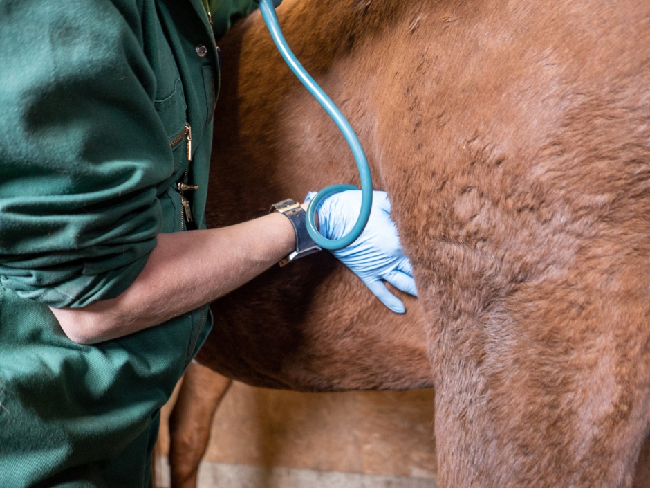 Isoleringsklinik för hästar med EHV-1