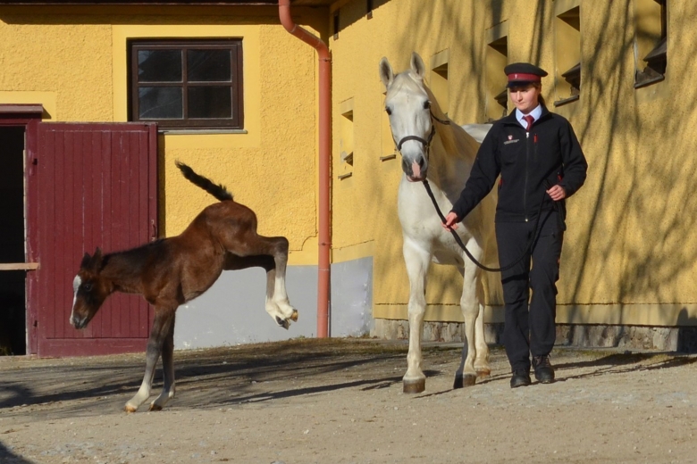 Årets första lipizzanerföl är fött