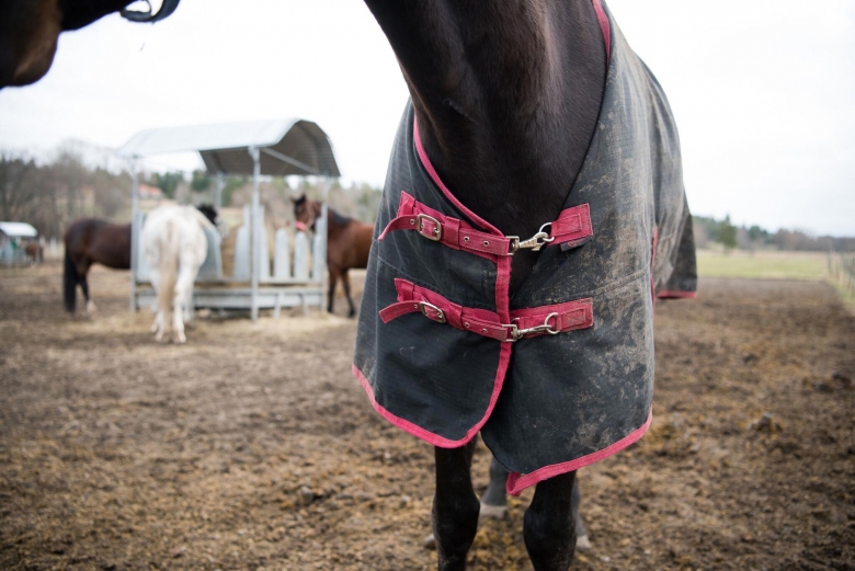Forskning på Strömsholm ska ge hästar större möjlighet att kommunicera